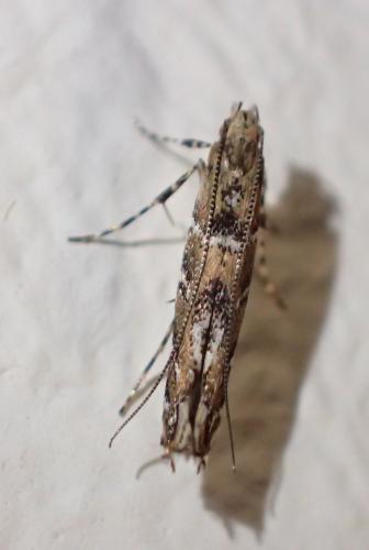 Acrocercops brongniardella